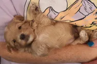 Ðino, a male Maltipoo for sale in Fountain Inn, SC – Photo 1 of 10