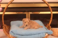 Ðino, a male Maltipoo for sale in Fountain Inn, SC – Photo 10 of 10