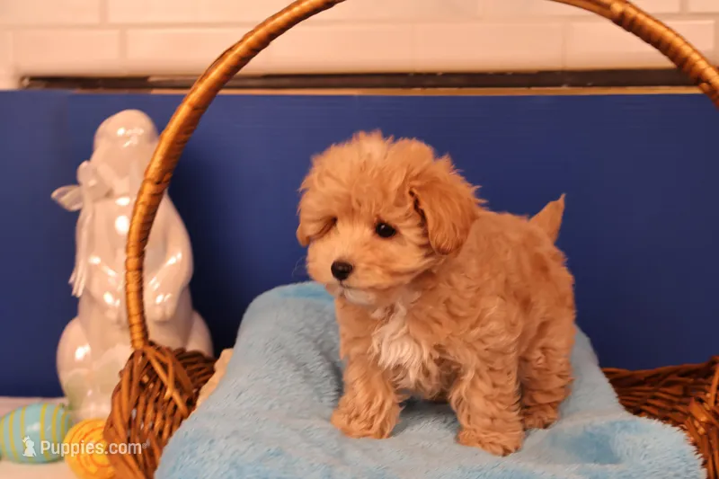Ðino – Maltipoo puppy for sale in Fountain Inn, SC