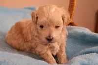 Abby, a female Maltipoo for sale in Fountain Inn, SC – 4 of 10