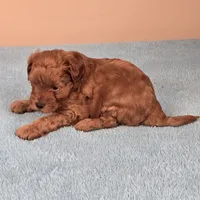 Charlie, a female Maltipoo and Poodle - Toy  for sale in Fountain Inn, SC – 4 of 10
