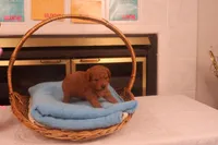 Corey, a male Miniature Goldendoodle for sale in Fountain Inn, SC – Photo 8 of 10