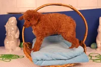 Corey, a male Miniature Goldendoodle for sale in Fountain Inn, SC – Photo 7 of 10