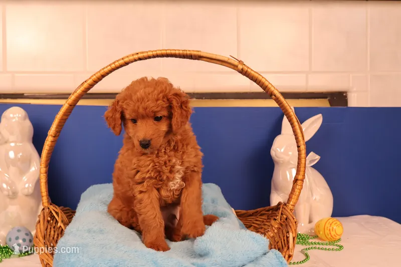 Corey – Miniature Goldendoodle puppy for sale in Fountain Inn, SC