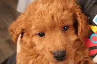Corey, a male Miniature Goldendoodle for sale in Fountain Inn, SC – Photo 1 of 10
