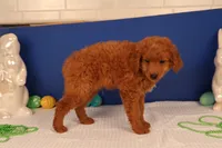 Corey, a male Miniature Goldendoodle for sale in Fountain Inn, SC – Photo 3 of 10
