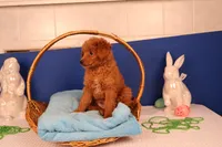 Corey, a male Miniature Goldendoodle for sale in Fountain Inn, SC – Photo 6 of 10