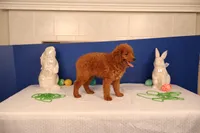 Corey, a male Miniature Goldendoodle for sale in Fountain Inn, SC – Photo 4 of 10