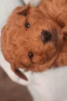 Corey, a male Miniature Goldendoodle for sale in Fountain Inn, SC – Photo 2 of 10