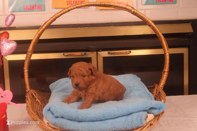 Corey, a male Miniature Goldendoodle for sale in Fountain Inn, SC – Photo 1 of 10