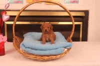 Corey, a male Miniature Goldendoodle for sale in Fountain Inn, SC – Photo 3 of 10
