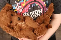 Corey, a male Miniature Goldendoodle for sale in Fountain Inn, SC – Photo 2 of 10