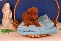 Corey, a male Miniature Goldendoodle for sale in Fountain Inn, SC – Photo 10 of 10