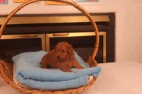 Corey, a male Miniature Goldendoodle for sale in Fountain Inn, SC – Photo 5 of 10