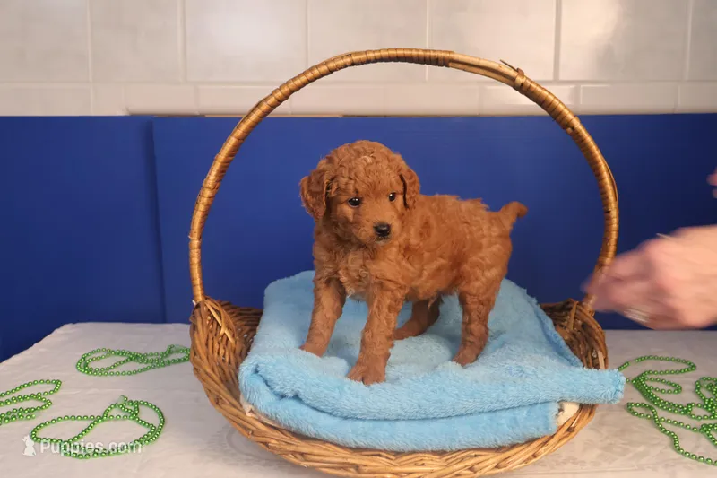 Corey – Miniature Goldendoodle puppy for sale in Fountain Inn, SC