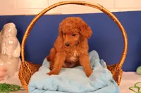Corey, a male Miniature Goldendoodle for sale in Fountain Inn, SC – Photo 9 of 10