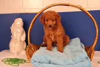 Corey, a male Miniature Goldendoodle for sale in Fountain Inn, SC – Photo 8 of 10