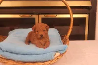 Corey, a male Miniature Goldendoodle for sale in Fountain Inn, SC – Photo 10 of 10