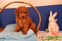 Corey, a male Miniature Goldendoodle for sale in Fountain Inn, SC – Photo 5 of 10