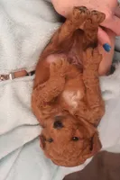 Corey, a male Miniature Goldendoodle for sale in Fountain Inn, SC – Photo 4 of 10