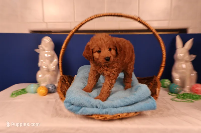 Corey – Miniature Goldendoodle puppy for sale in Fountain Inn, SC
