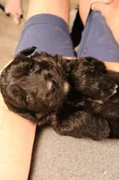 Finn, a male Poodle - Toy  and Miniature Aussiedoodle for sale in Fountain Inn, SC – Photo 5 of 10