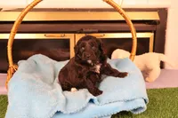 Finn, a male Poodle - Toy  and Miniature Aussiedoodle for sale in Fountain Inn, SC – Photo 1 of 10