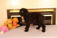 Brittany, a female Poodle - Toy  and Miniature Aussiedoodle for sale in Fountain Inn, SC – Photo 7 of 10