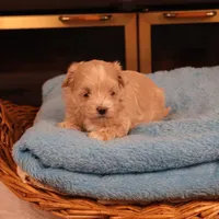 Carmen, a female Maltipoo for sale in Fountain Inn, SC – Photo 5 of 10