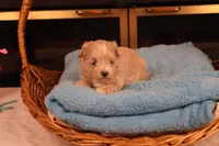 Carmen, a female Maltipoo for sale in Fountain Inn, SC – Photo 5 of 10