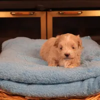 Carmen, a female Maltipoo for sale in Fountain Inn, SC – Photo 8 of 10