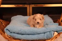 Carmen, a female Maltipoo for sale in Fountain Inn, SC – Photo 8 of 10