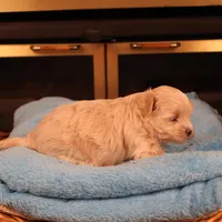 Carmen, a female Maltipoo for sale in Fountain Inn, SC – Photo 6 of 10
