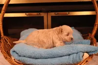 Carmen, a female Maltipoo for sale in Fountain Inn, SC – Photo 6 of 10