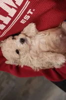 processed/a4f2e308-564c-4bdd-8834-934bc7b0bdf6/listing/52ede7b9-236d-47ca-af28-6c63ce56e9d7/46cf668a-a82a-4dd1-86e4-9b75cd6cd2fd