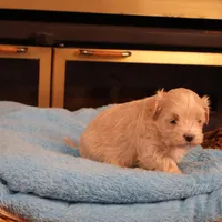 Carmen, a female Maltipoo for sale in Fountain Inn, SC – Photo 4 of 10