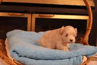 Carmen, a female Maltipoo for sale in Fountain Inn, SC – Photo 4 of 10