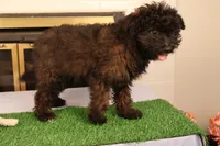 Finn, a male Miniature Aussiedoodle for sale in Fountain Inn, SC – Photo 7 of 10