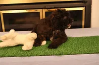 Finn, a male Miniature Aussiedoodle for sale in Fountain Inn, SC – Photo 10 of 10