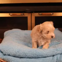 Carmen, a female Maltipoo for sale in Fountain Inn, SC – Photo 7 of 10