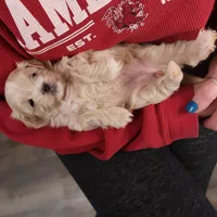 Carmen, a female Maltipoo for sale in Fountain Inn, SC – Photo 1 of 10