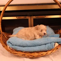 Carmen, a female Maltipoo for sale in Fountain Inn, SC – Photo 3 of 10