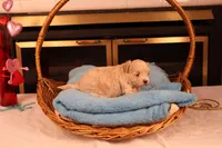 Carmen, a female Maltipoo for sale in Fountain Inn, SC – Photo 3 of 10