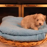 Carmen, a female Maltipoo for sale in Fountain Inn, SC – Photo 9 of 10