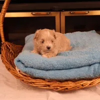 Carmen, a female Maltipoo for sale in Fountain Inn, SC – Photo 10 of 10