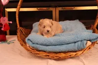Carmen, a female Maltipoo for sale in Fountain Inn, SC – Photo 10 of 10