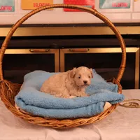 Carmen, a female Maltipoo for sale in Fountain Inn, SC – Photo 2 of 10