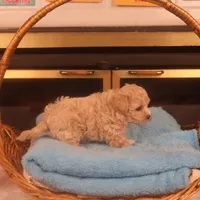 Babs, a female Maltipoo for sale in Fountain Inn, SC – Photo 10 of 10