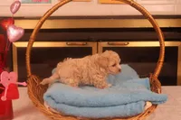 Babs, a female Maltipoo for sale in Fountain Inn, SC – Photo 10 of 10