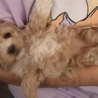 Babs, a female Maltipoo for sale in Fountain Inn, SC – Photo 6 of 10